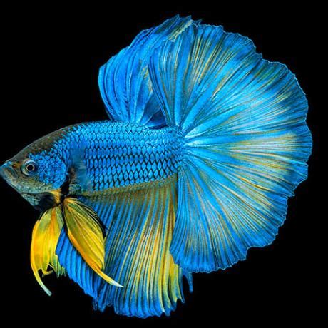 betta significado